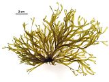 Dictyota dichotoma5